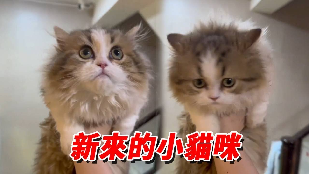 今天家裡又來一隻小母貓，名叫悠米，看上去可可愛愛的十分軟萌，就是我家大灰貓貓究竟怎麼了看上去很不開心！【王小怪】