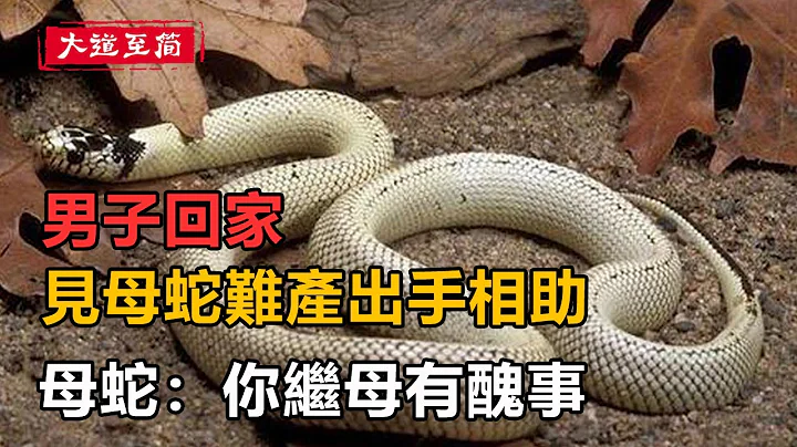 民間故事：男子回家，見母蛇難產出手相助，母蛇：你繼母有醜事！#民間故事 - 天天要聞