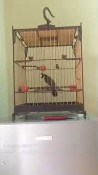 Download lagu Xoe 3 -Kênh về chim Chào mào của Triệu Triệu