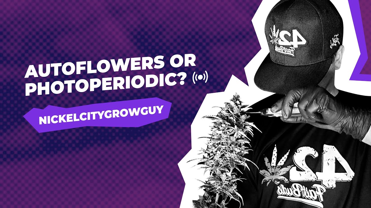Why did you switch from photoperiodic to autoflowers? NickelCityGrowGuy | CANNAFLIX