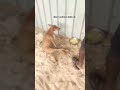 🐾#straysavioursindia01  #disableddog #my #dogs #shelterdogs #dog  #dogsshorts  #shortsfeed #tamil