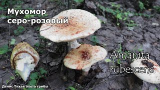 Мухомор серо-розовый - съедобный мухомор | Amanita rubescens