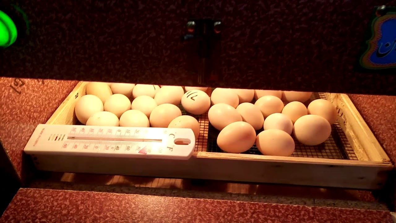 Small Incubator Setup of 60 Eggs todosomething incubator 