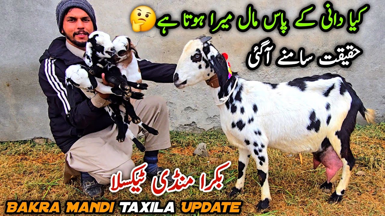 3 Bacho Wali Bakri Dani Ka Mall Bakra Mandi Taxila Update 23 January 2026