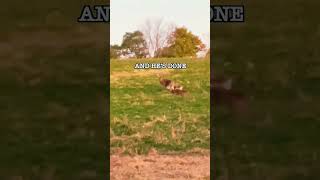 Close Encounter With a Trophy WHITETAIL! #deer #trophyhunting #hunting #animals #hunterlife #shorts