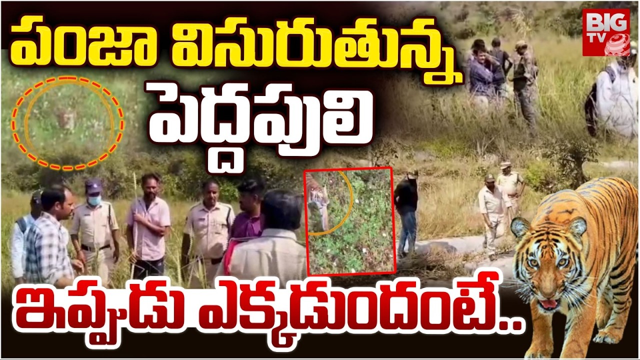 Tiger Hulchal at Siddipeta |పెద్దపులి ఇప్పుడు ఎక్కడుందంటే..| High Alert to Koheda | Arepalli | BIGTV