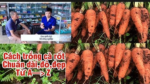 CÙNG KỸ SƯ NÔNG NGHIỆP ; hướng dẫn cách trồng cà rốt đạt năng xuất cao nhất
