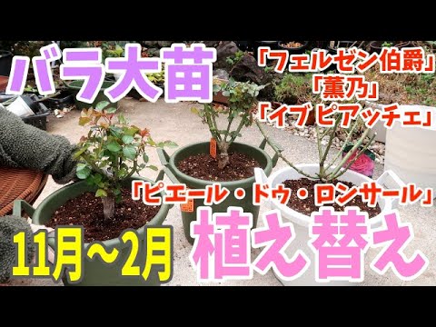 バラ大苗 冬の植え替え11月 2月適期 京成バラ園のバラ散策 木立バラ3苗 つるバラ1苗植え替えるよ ガーデニング Youtube