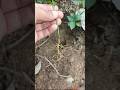 आज लगाये चकोतरा के पौधे #gardenplants #citrusfruit #gardeningideas #gardeningtips #fruitplants #पौधे