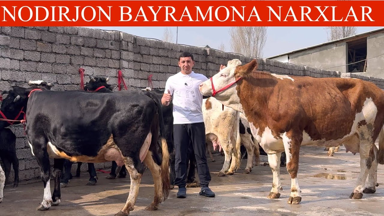 NODIRBEK😳F💥ENG ARZON JOYI✊YANGI P ONA BOLA SGIRLAR🚘DASTAFKASI B JUDA ARZON BOʻPKETDI🏃