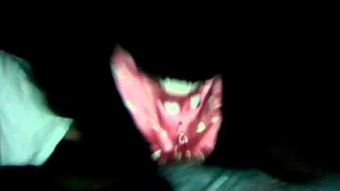 Webcam video from November 27, 2012 1:02 PM