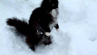 NeftysNorwegian forest cat in the snow