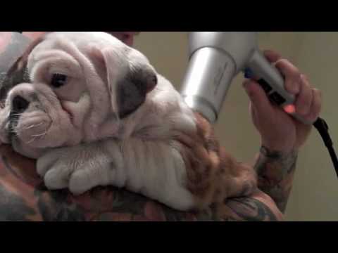 Bulldog puppy gets his first bath. [ Frankie the Bulldog - LA ]