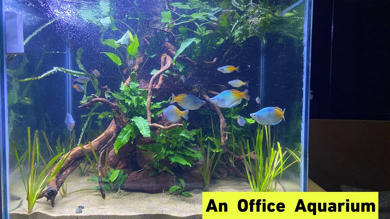 BEAUTIFUL AQUASCAPE ? BOSEMANI RAINBOW TANK SMALL OFFICE AQUARIUM