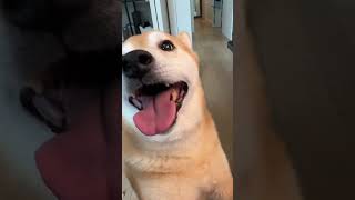 A Shiba’s Descent to Madness