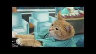 Keyboard Cat Trifecta by Charlie Schmidt 4,542 views 10 months ago 1 minute, 37 seconds