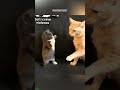 Smartest Cat misses jump badly - Viral Content 💥 Boom Funny!