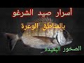 أسرار صيد سمك الشرغو بمصيد صخري صعب صيد الشرغو بين الصخور 