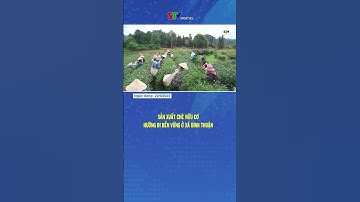 Sản xuất chè hữu cơ – Hướng đi bền vững ở xã Bình Thuận