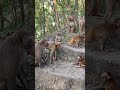 They Surrounded and Attacked the Baby Monkey! 😱🐒 #babymonkey #wildlife