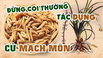 Công Dụng Và Cách Chữa Bệnh Của Củ Mạch Môn | Dược Liệu Hoà Bình