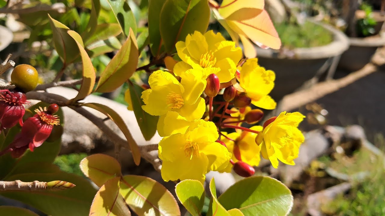 6 / 3 mời ae sưu tầm búp đỏ bình thuận chốt ae nhé