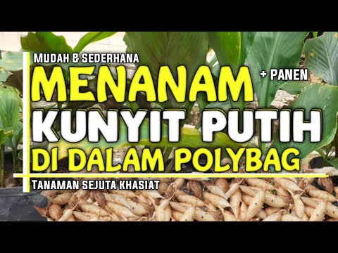 Cara Menanam Kunyit Putih Yang Benar