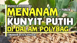 Cara mudah menanam dan panen KUNYIT PUTIH di dalam polybag