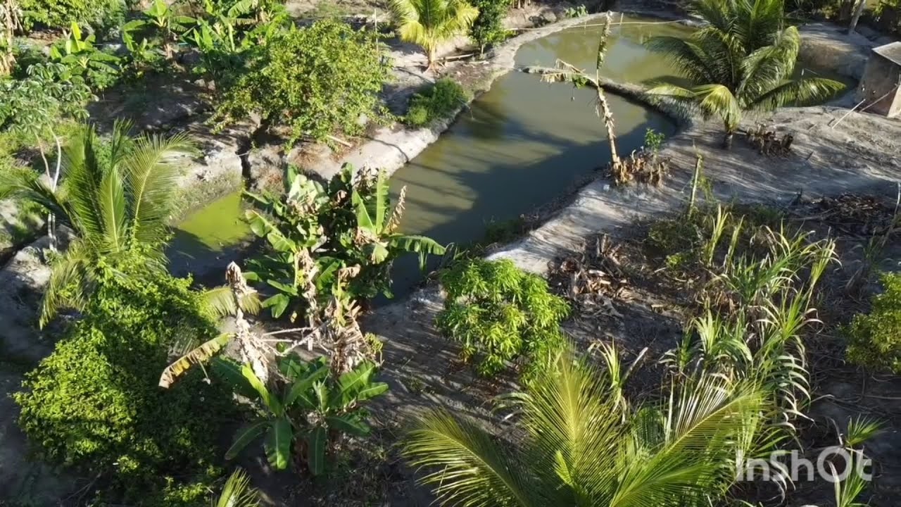 Vende se esse sítio em Nova Palmares Palmares PÉ  60 mil 08191838277