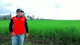 Keindahan Pulau Mendol