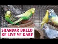 Australian parrots breeding tips | lovebird breeding ka sahi tarika