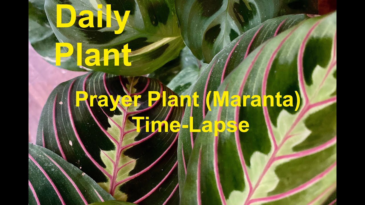 Prayer Plant (Maranta) TimeLapse YouTube