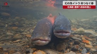 【速報】幻の魚イトウ、命つなぐ春 北海道、産卵へ体染め遡上