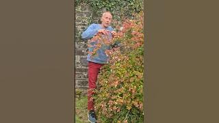 Abelia #gardening #adventure #explore #floweringshrubs #gardendesign #ideas #garden #plants #like