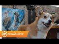 Geordi La Corgi Watches THE CALL OF THE WILD! 🐾