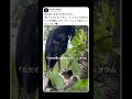タカの真下にいたのは…完璧に隠れた小さな忍者