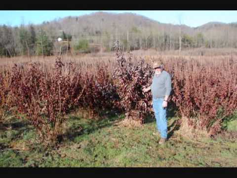 Vídeo: Atlantic White Cedar Info - Como cultivar árvores de cedro branco do Atlântico