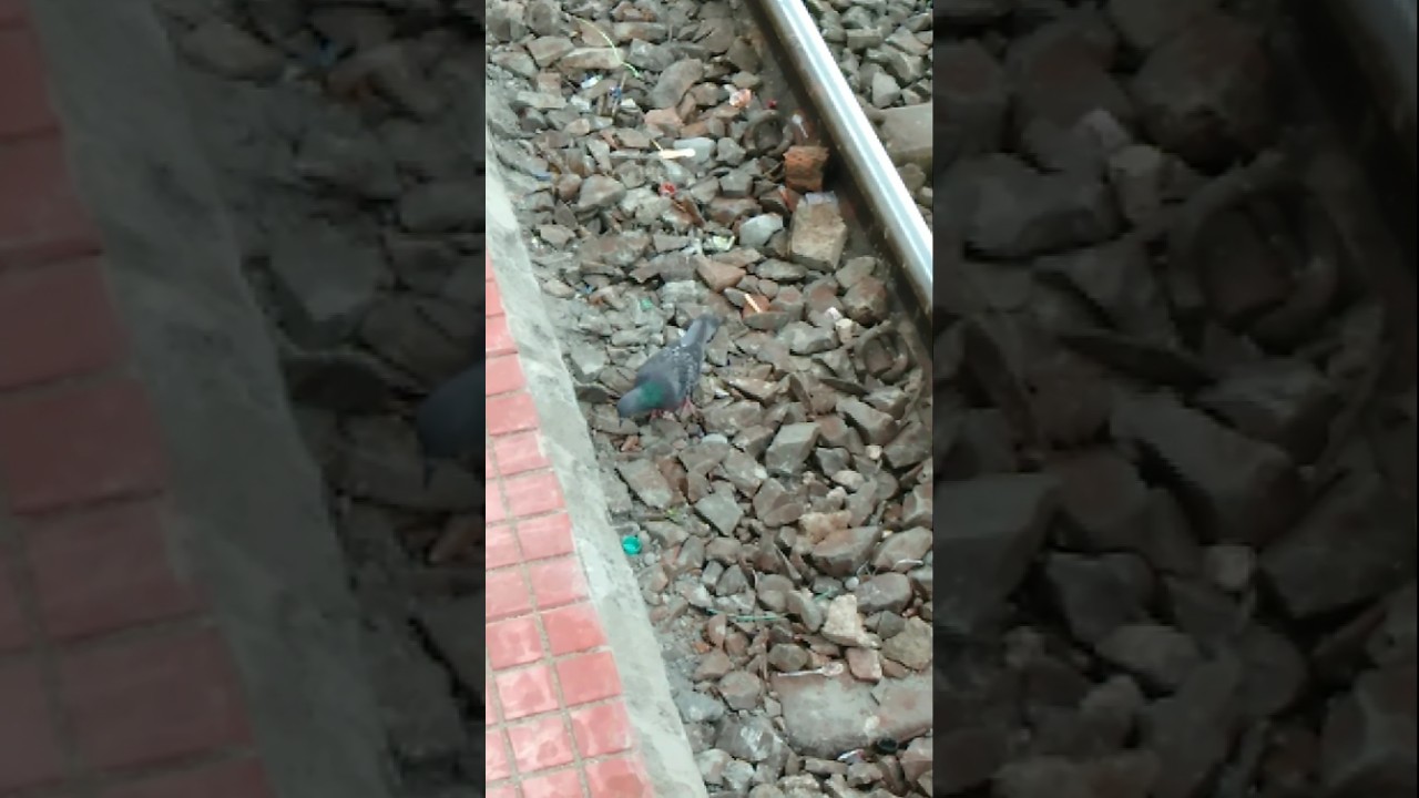 Railway Track And Bird 