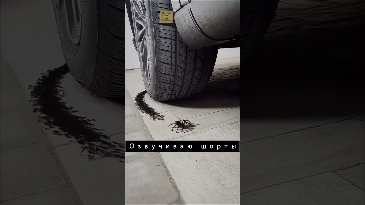 Голодные муравьи 🐜🕷️😂🤣 | Sondoll Shorts (смешная озвучка) 