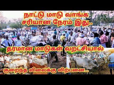 தரமான நாட்டு மாடுகள் குறைந்த விலைக்கு விற்பனை | மோர்பாளையம் மாட்டுச்சந்தை