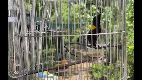 Hút mật họng đen căng lửa hót lòi lông nách