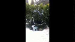 Ma british longhair cachée sous le sapin.m4v by Golden Moonglade 61 views 11 years ago 1 minute, 10 seconds