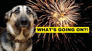 Holiday Safety Tips To Keep Your Dog Safe During Festive Seasons