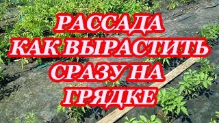 Томаты: сеем сразу на грядку.Рассада томатов без теплицы и ящиков на подоконнике.