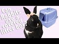 Can Rabbits Use a Covered Litter Box?