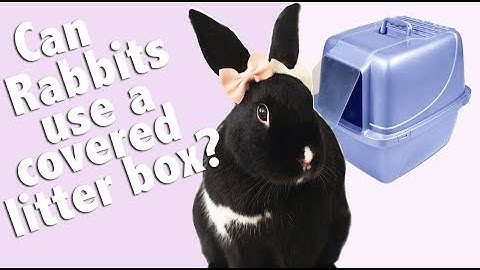Can Rabbits Use a Covered Litter Box?
