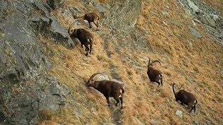 Himalayan Ibex hunting | zarabad Hussaini | Gilgit baltistan hunting season