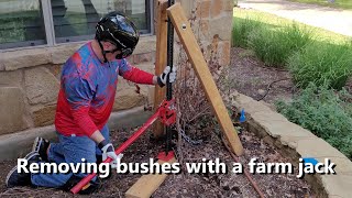 Removing bushes with a farm jack