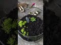 Building a Tiny Garden in a Bowl 🌿 Mini Terrarium