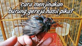 CARA MENJINAKAN BURUNG GEREJA HASIL PIKAT | BURUNG GEREJA LIAR | BURUNG GEREJA GACOR